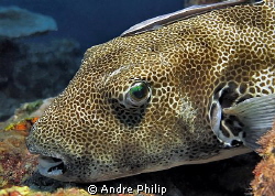 portrait of a giant pufferfish by Andre Philip 